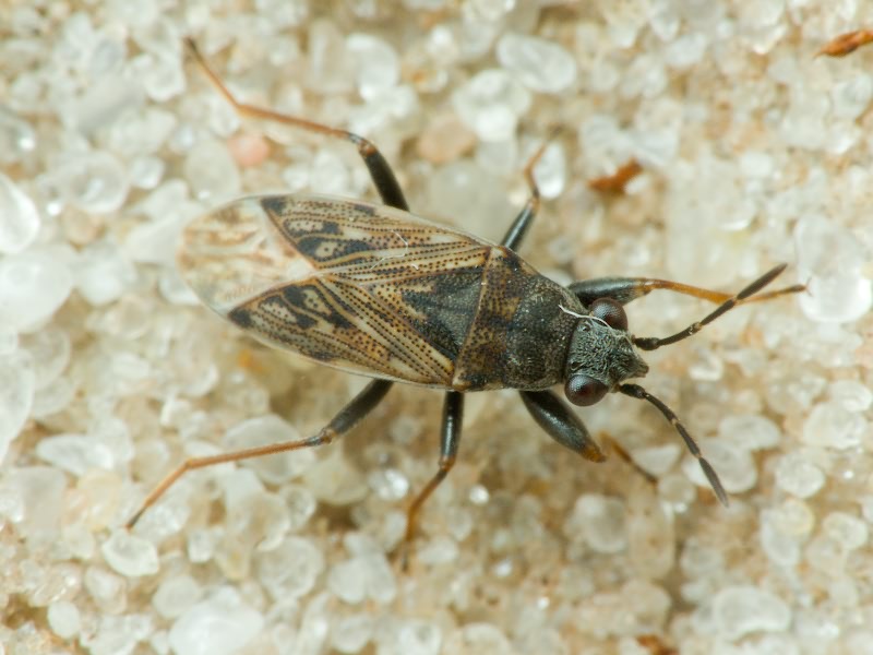Peritrechus gracilicornis Puton, 1877